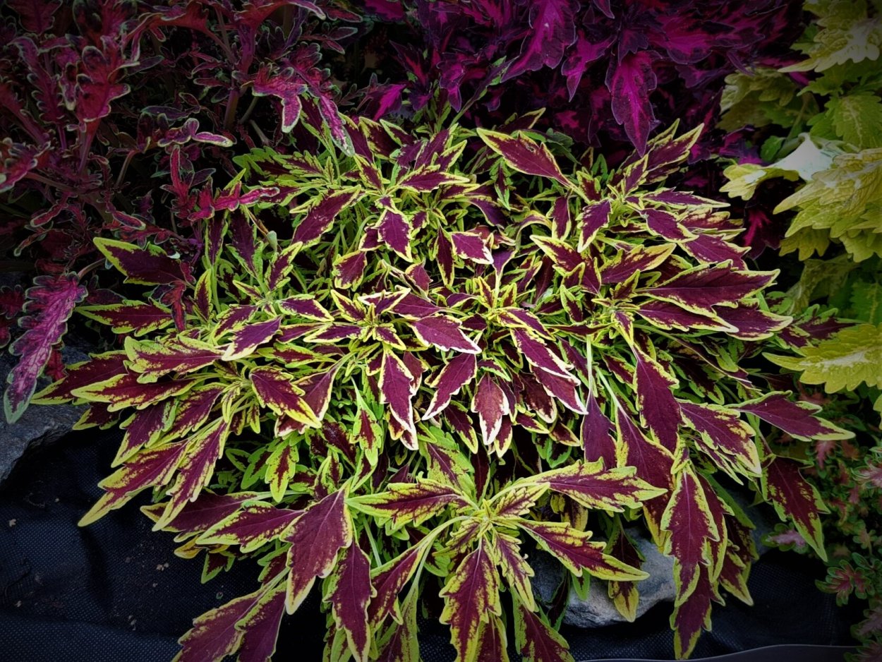 Колеус Элферс