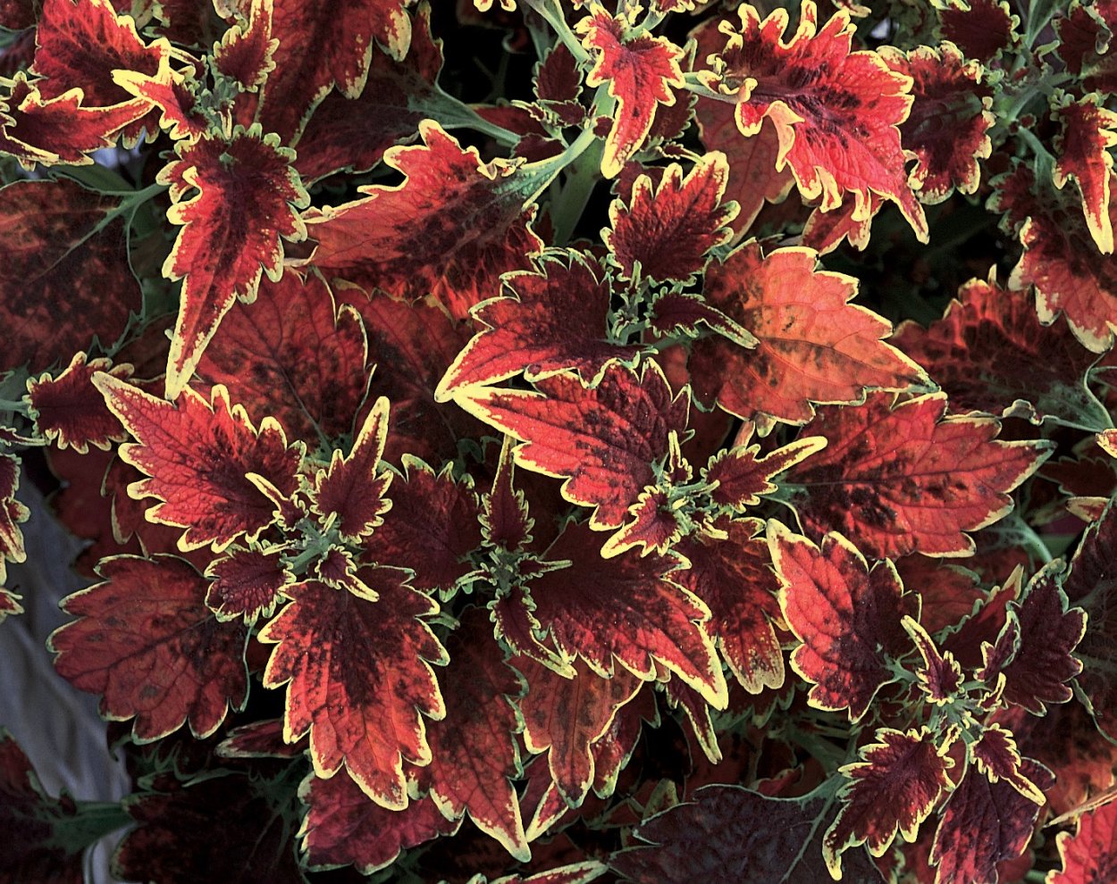 Колеус Ренельта Coleus rehneltianus