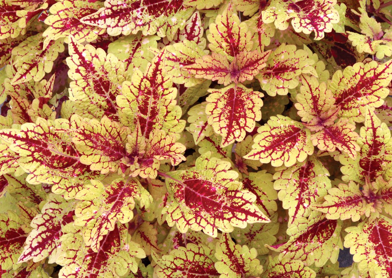 Соленостемон колеус