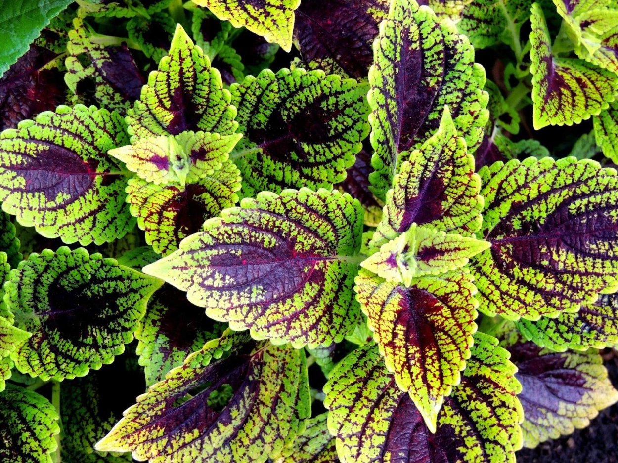 Колеус Tabasco