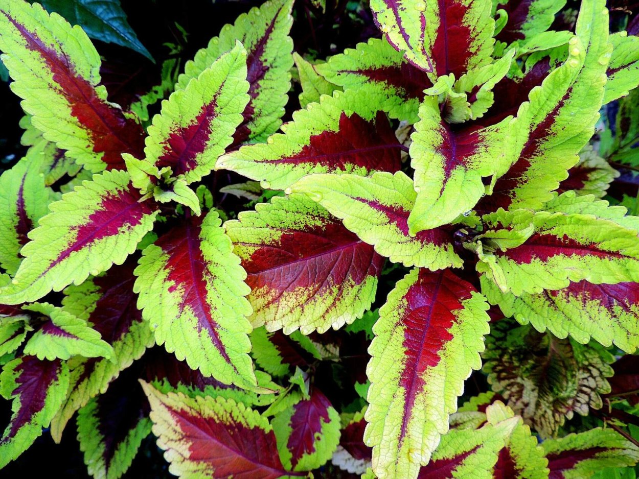 Колеус Ренельта Coleus rehneltianus