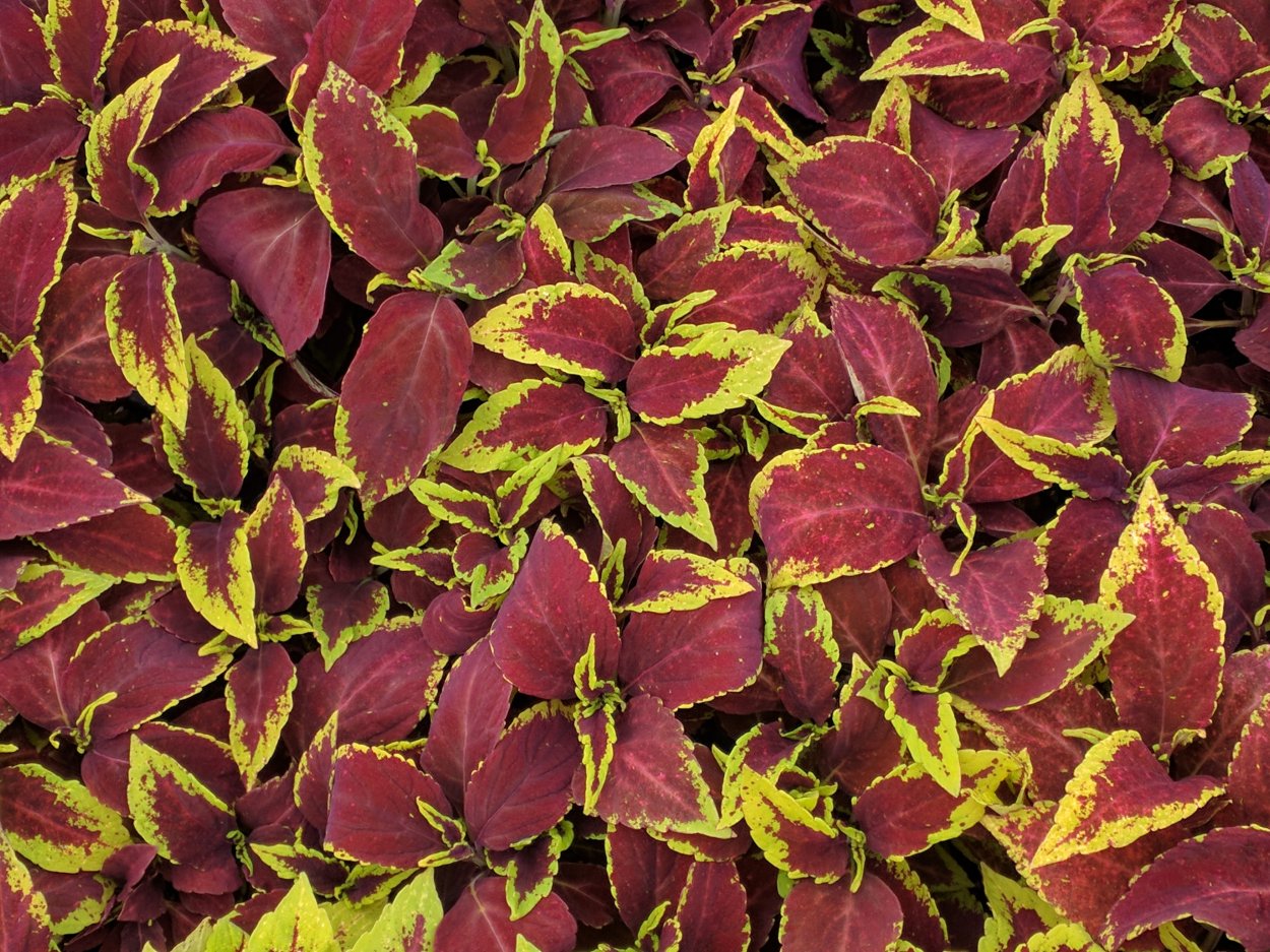 Колеус Катрина