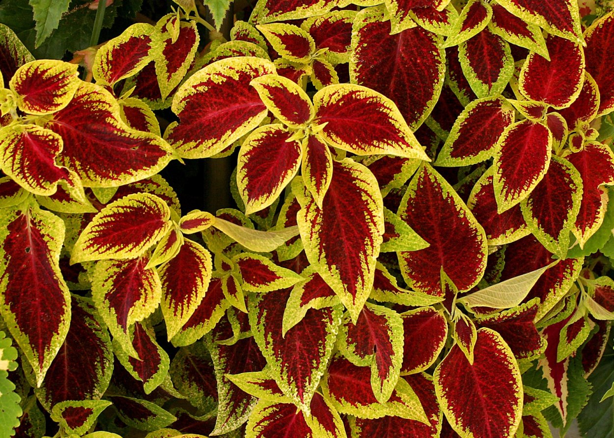 Колеус Tabasco