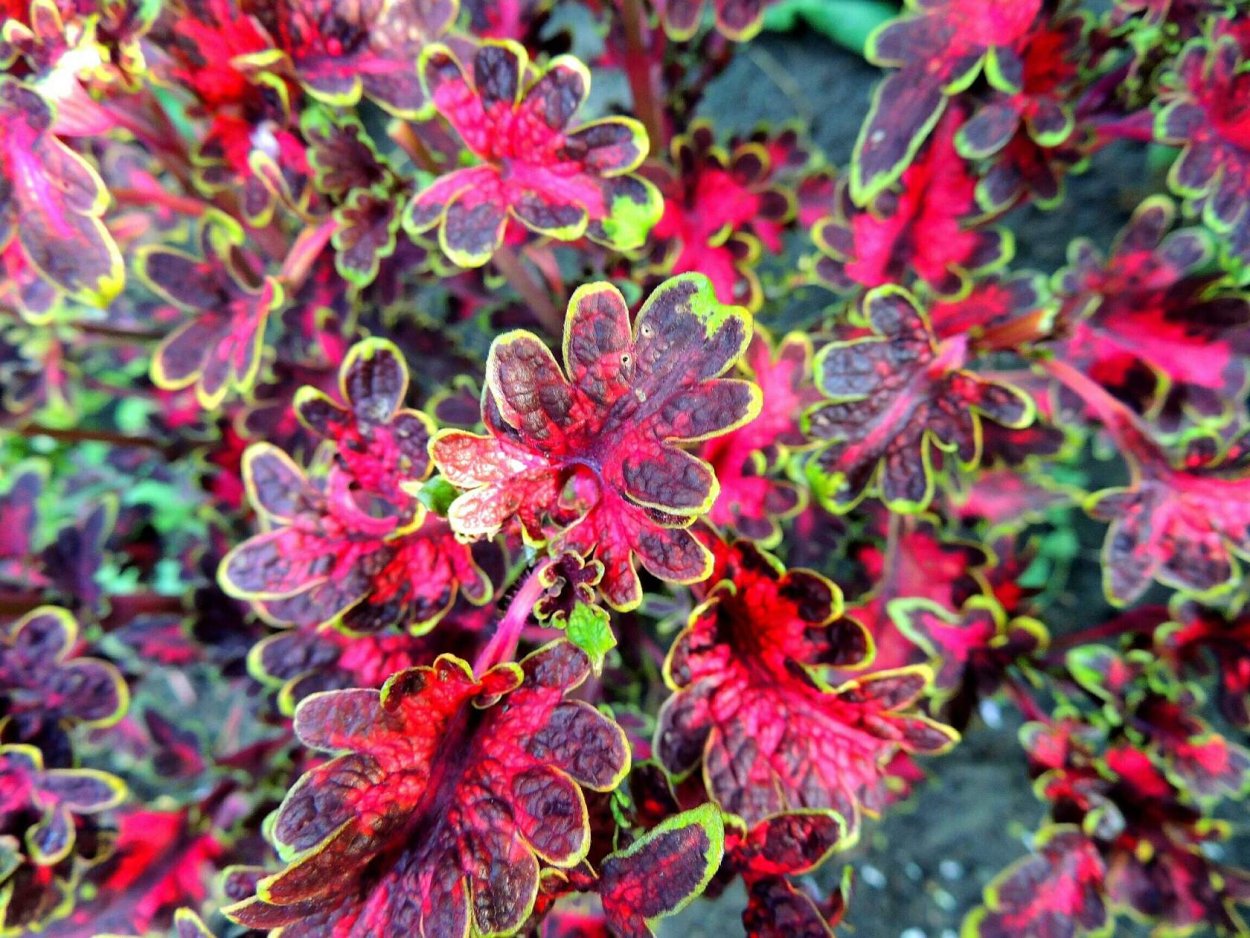 Колеус Sultana