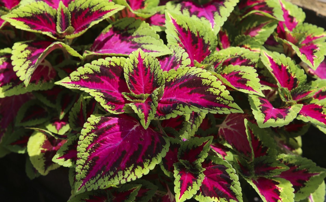 Колеус Ренельта