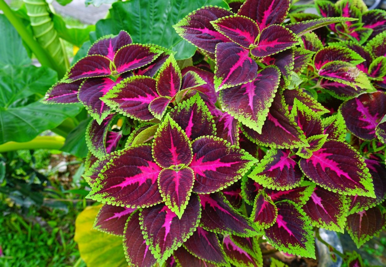 Колеус Ренельта Coleus rehneltianus