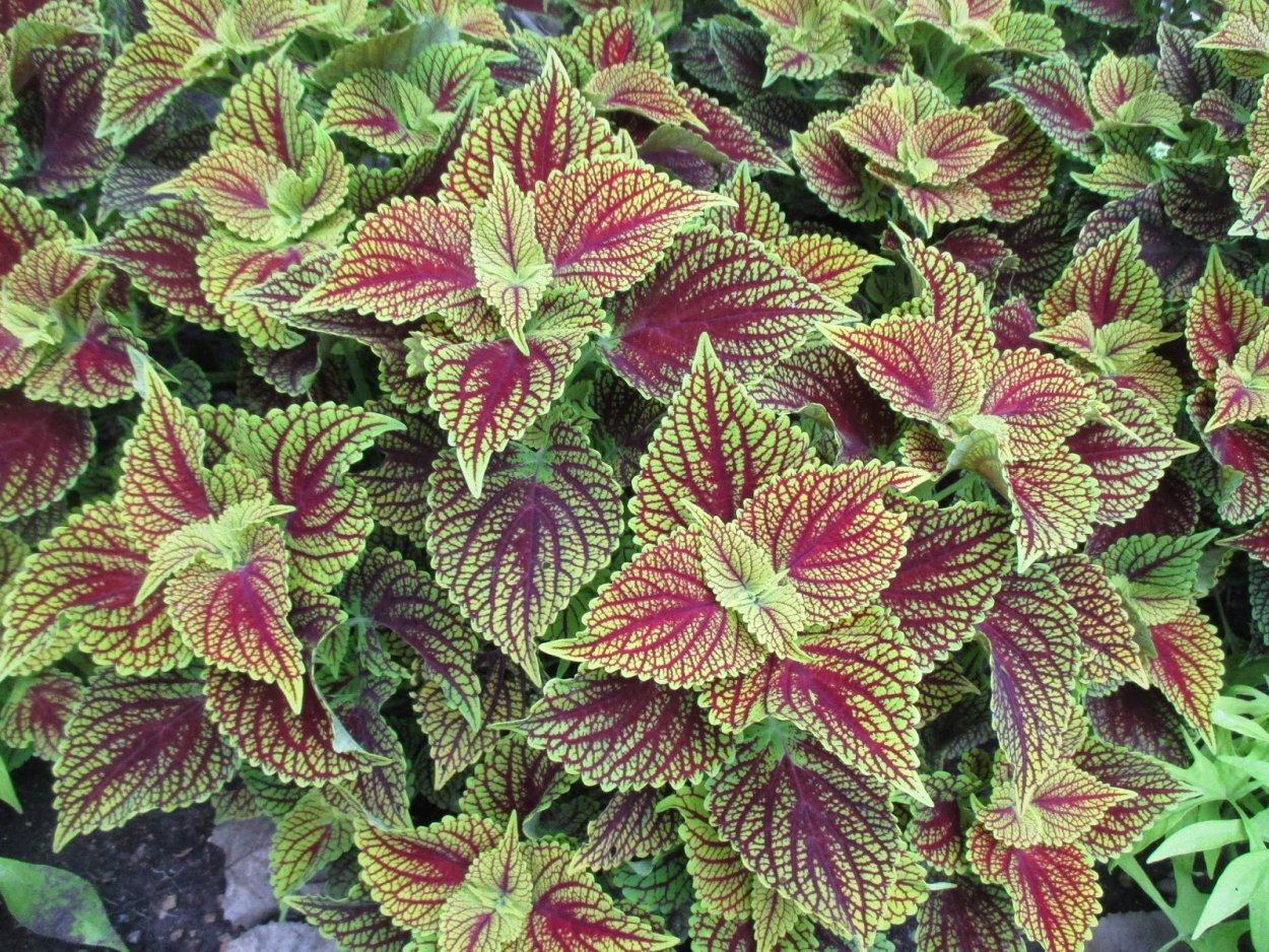 Колеус Ренельта Coleus rehneltianus