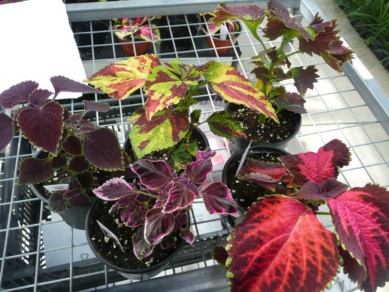 Колеус Центурион