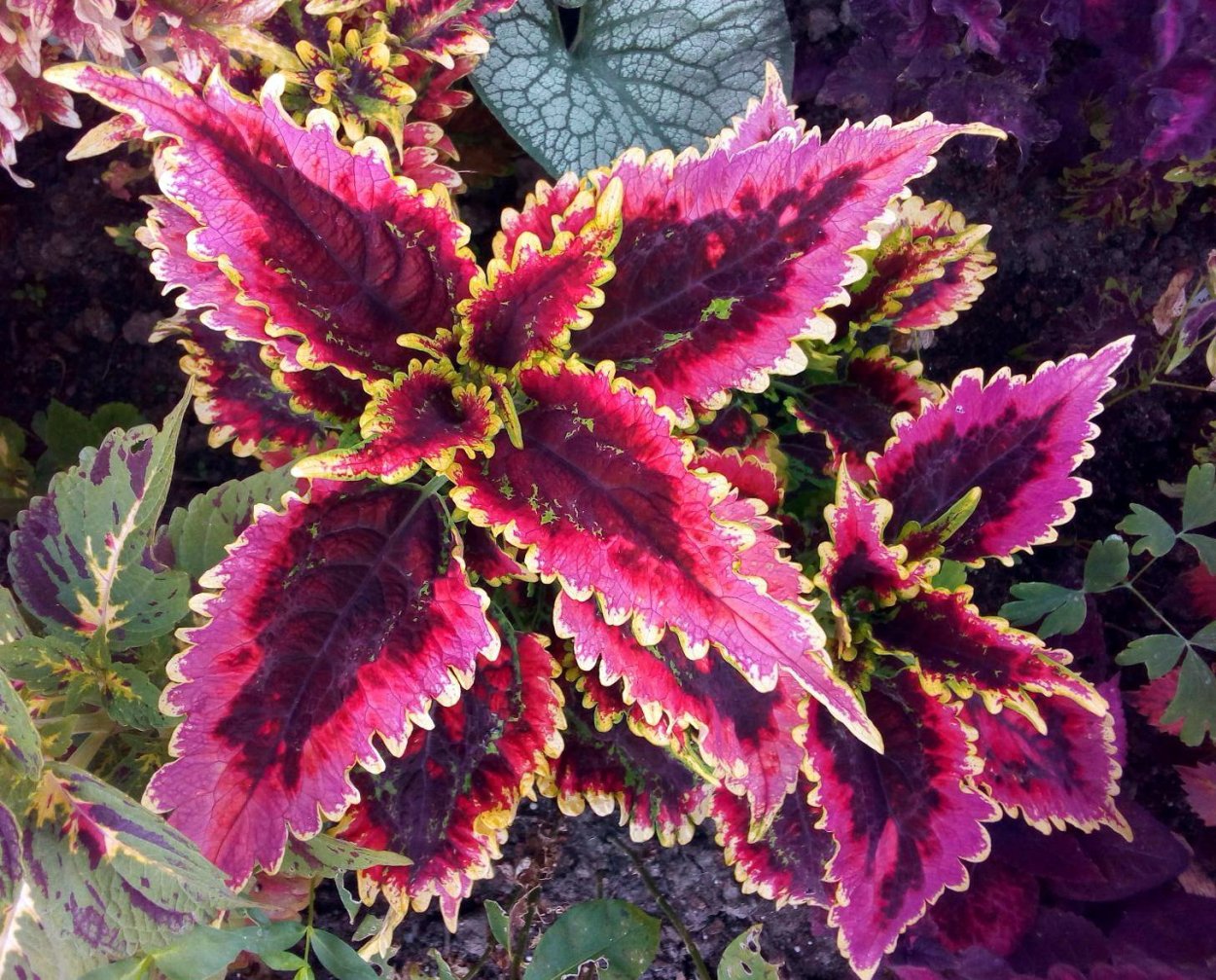 Solar Sunrise колеус