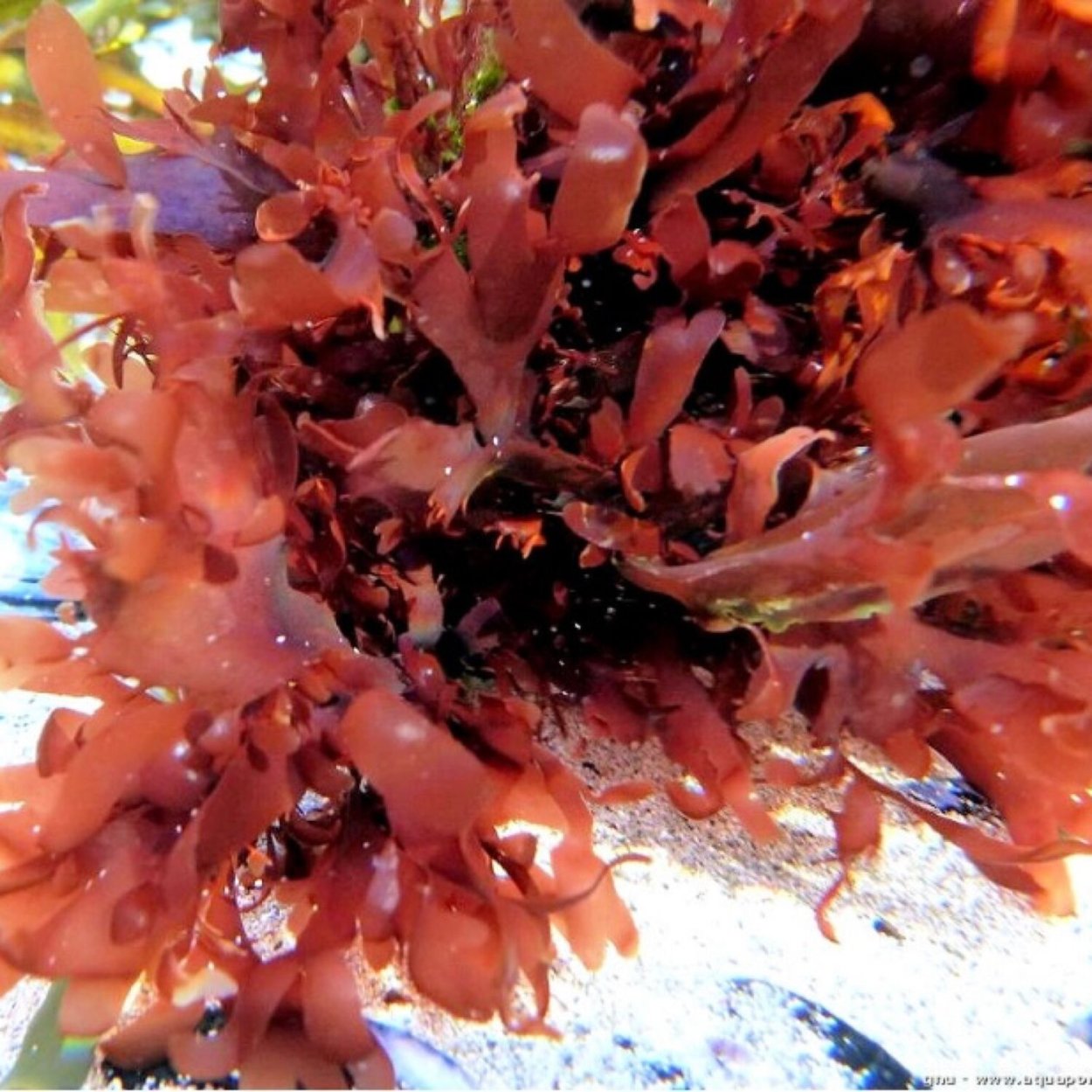 Багрянки водоросли