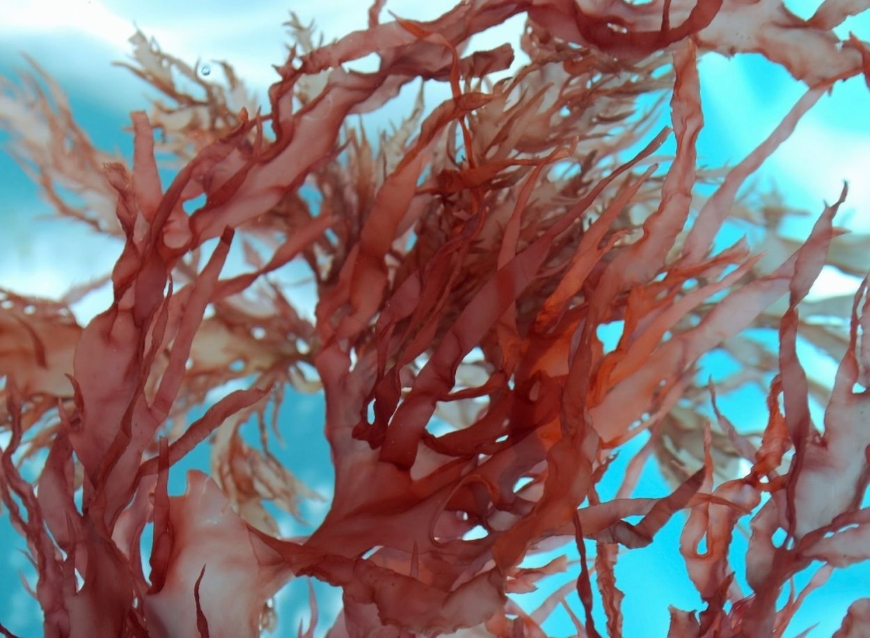 Красные водоросли Филлофора