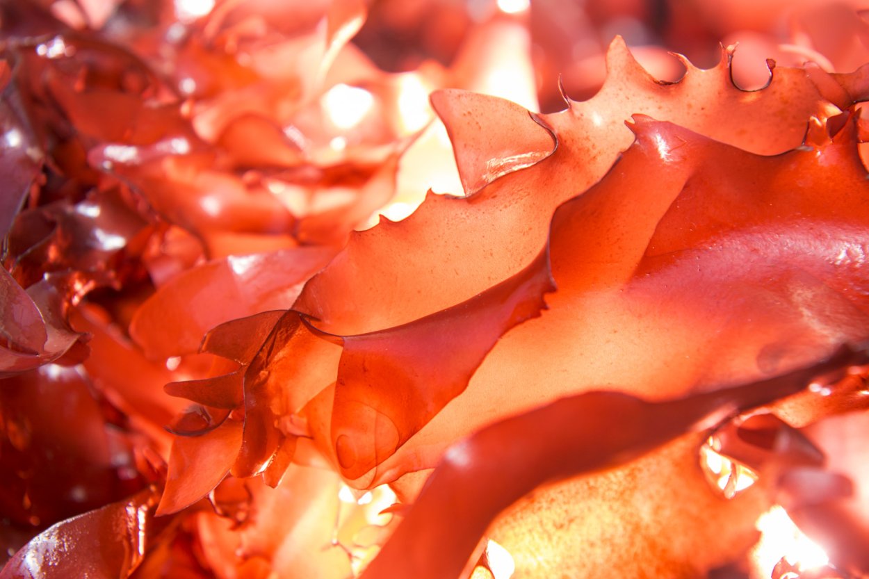 Филлофора курчавая