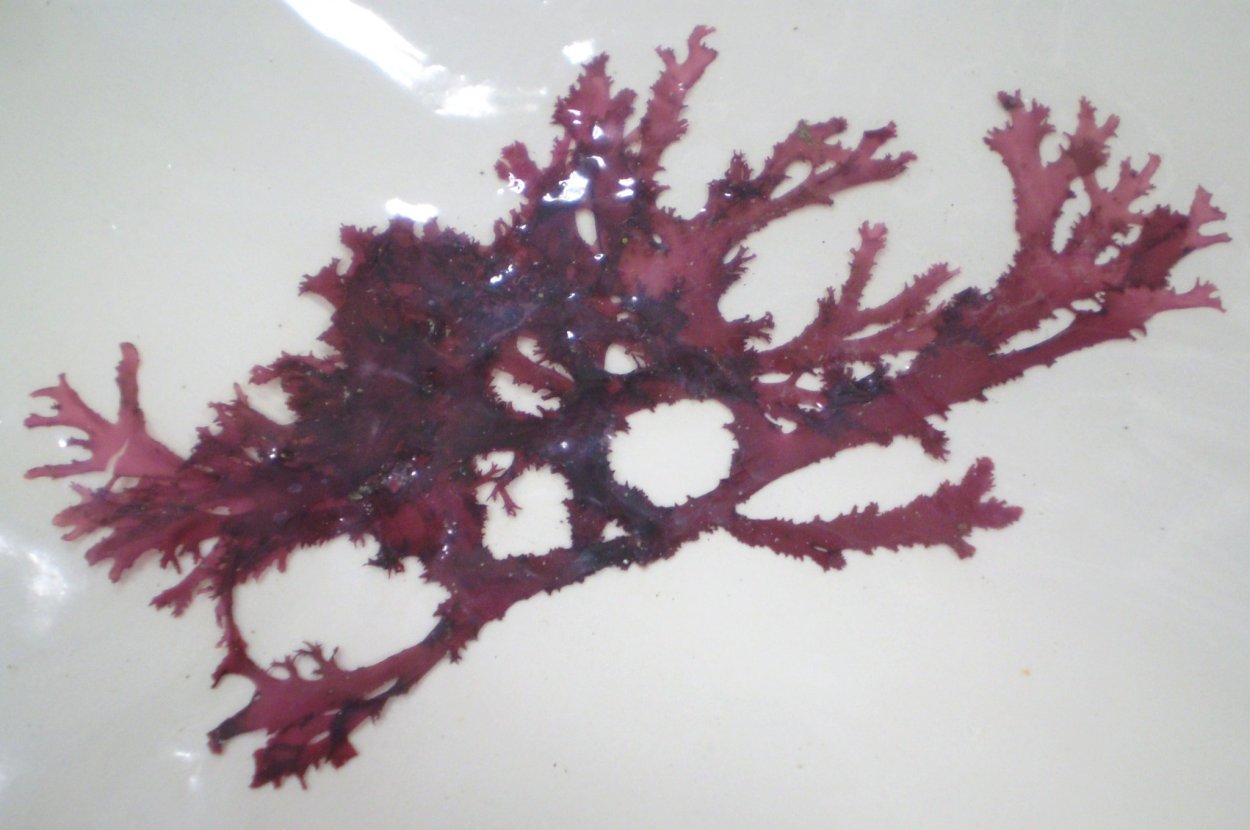 Бурые водоросли Филлофора