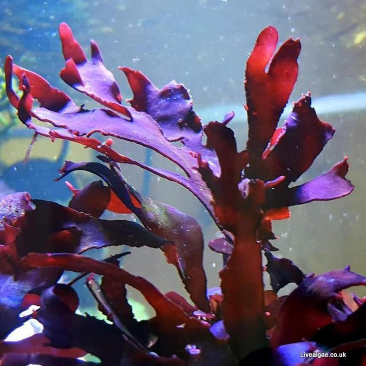 Агар агар водоросли