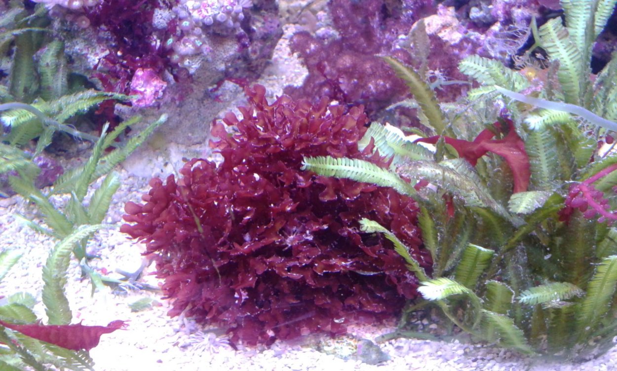 Порфира Филлофора