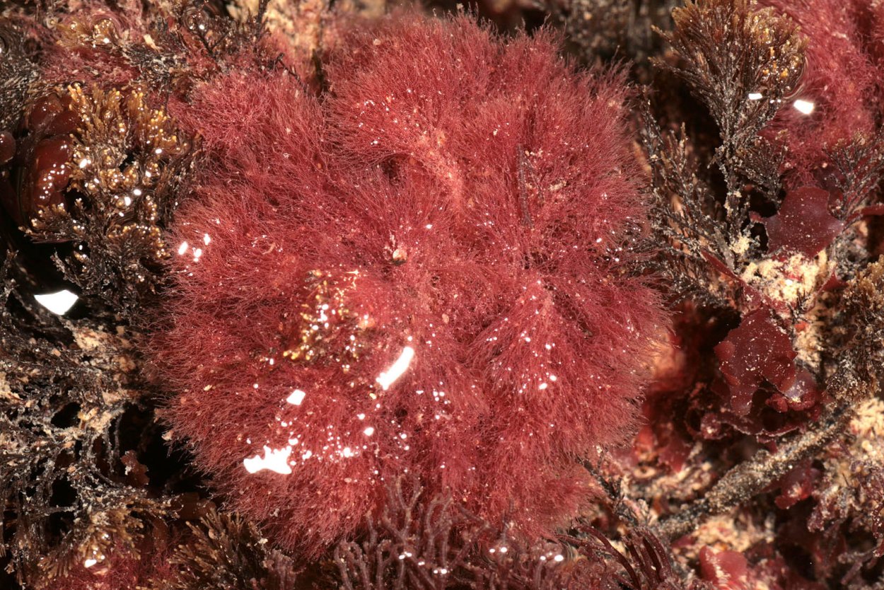 Одонталия зубчатая