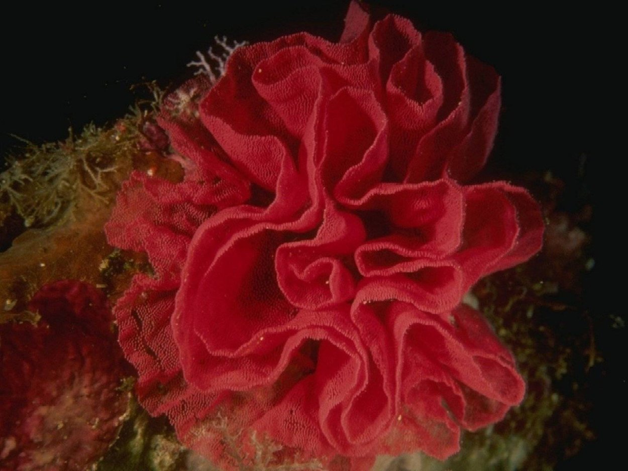 Каррагинан из красных водорослей