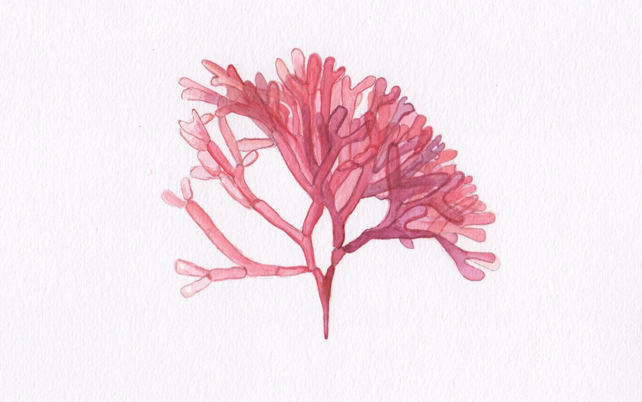 Palmaria palmata водоросль