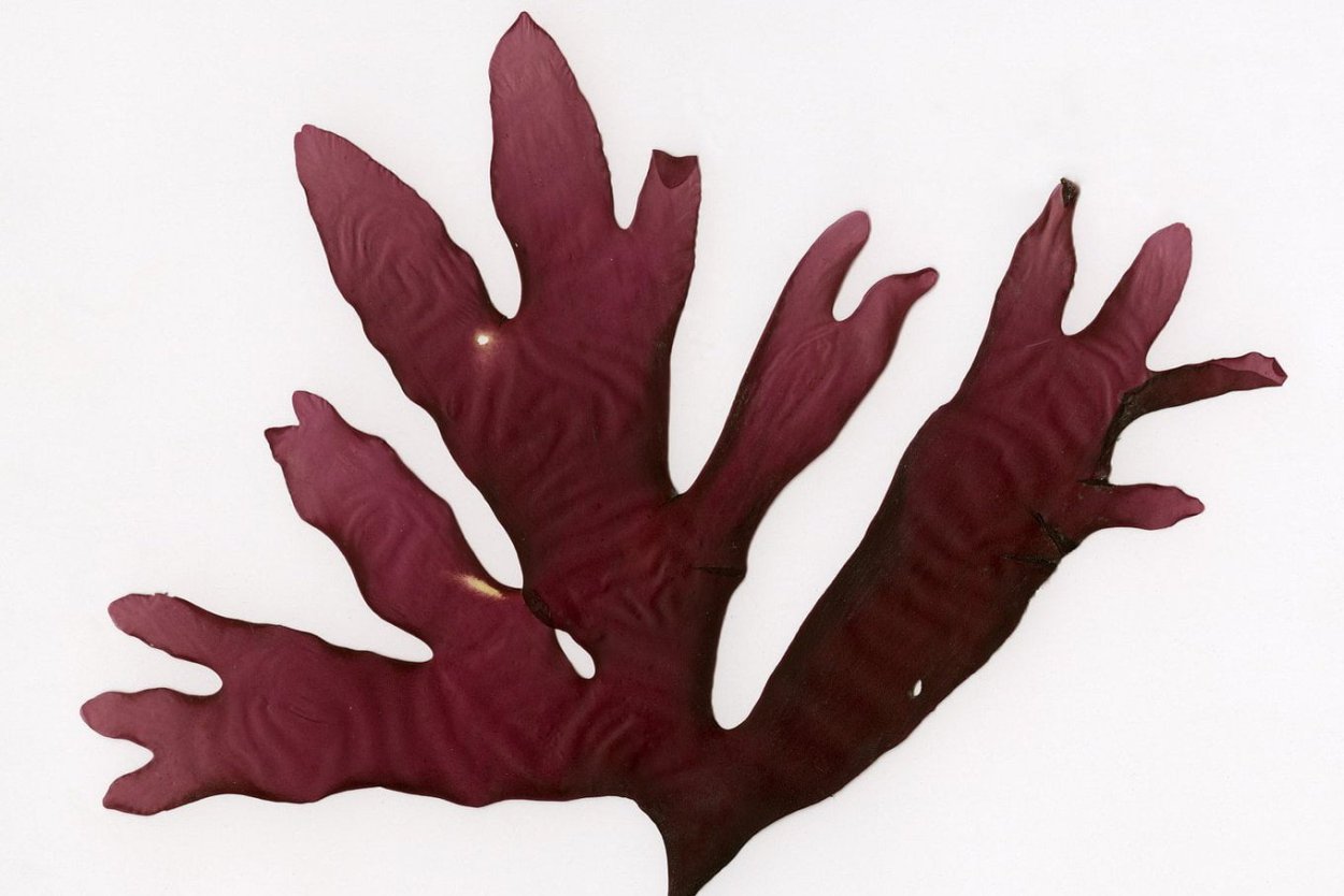 Корал каулерпа