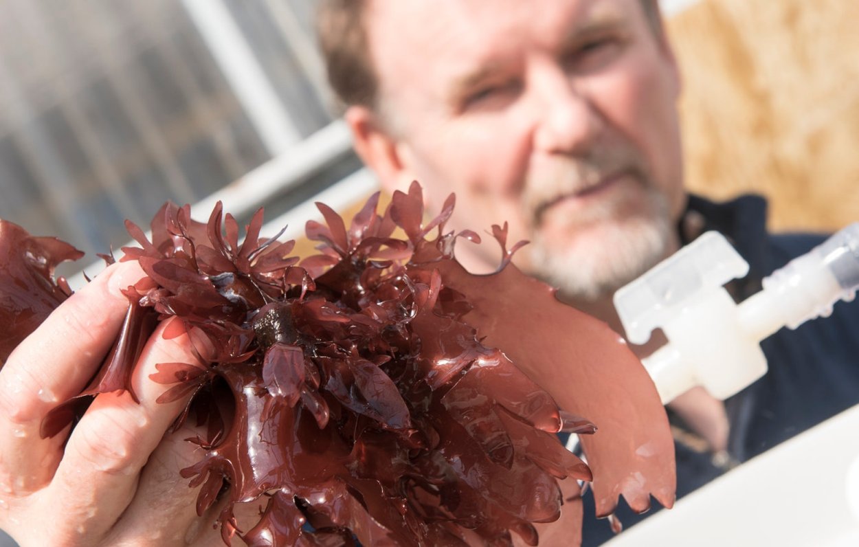 Пальмария пальмата