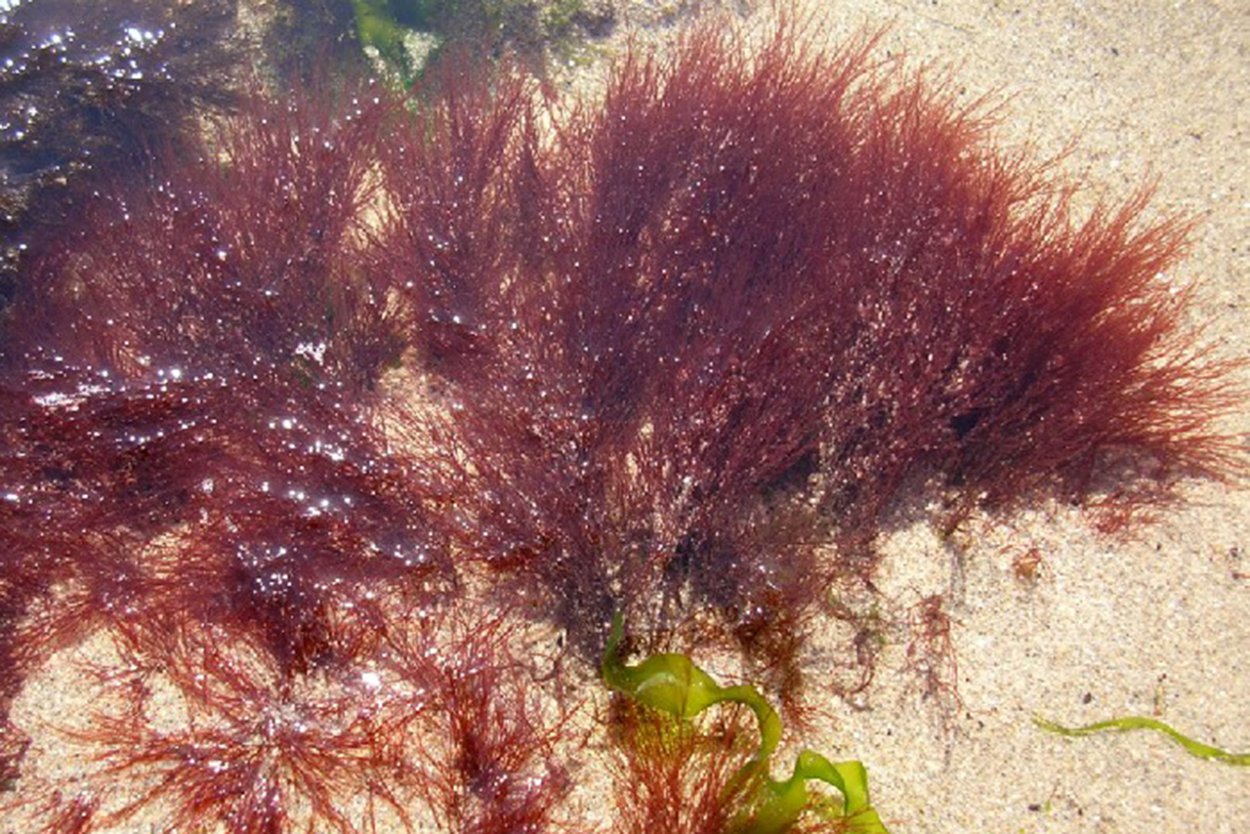 Водоросли Porphyra tenera