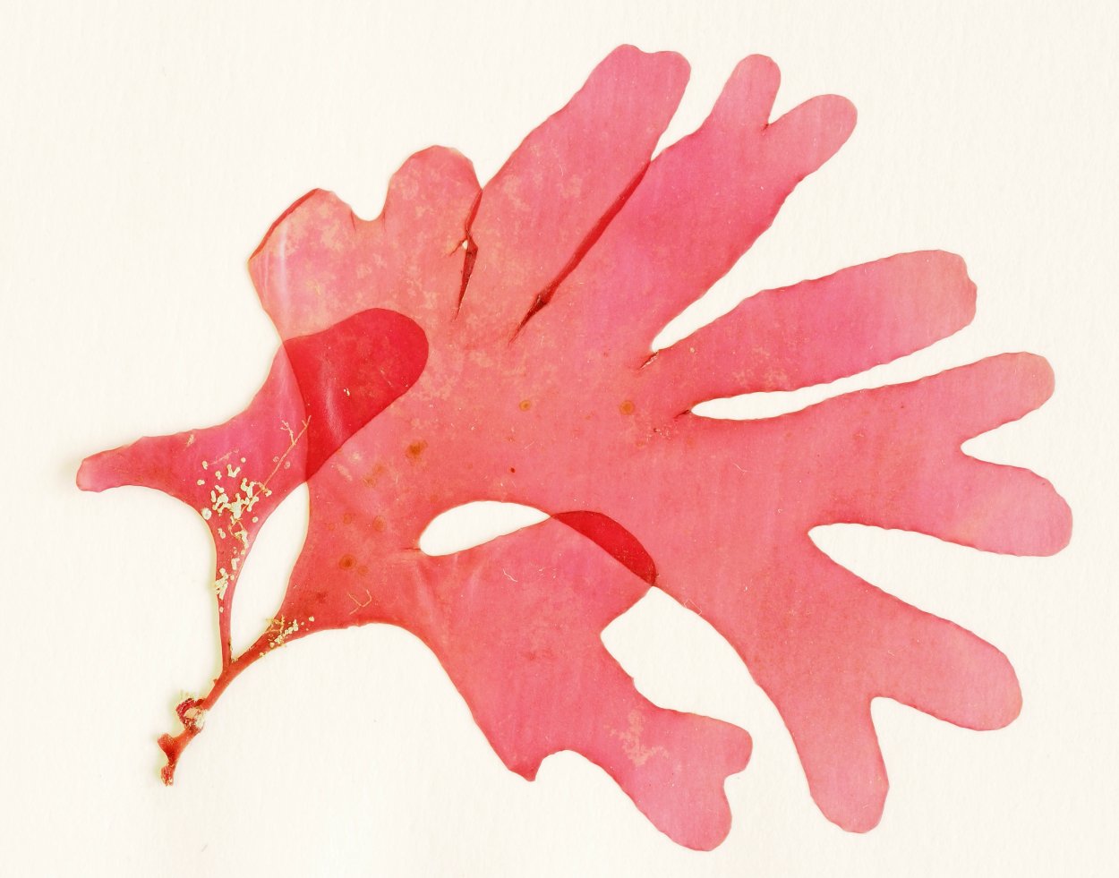 Анфельция водоросль