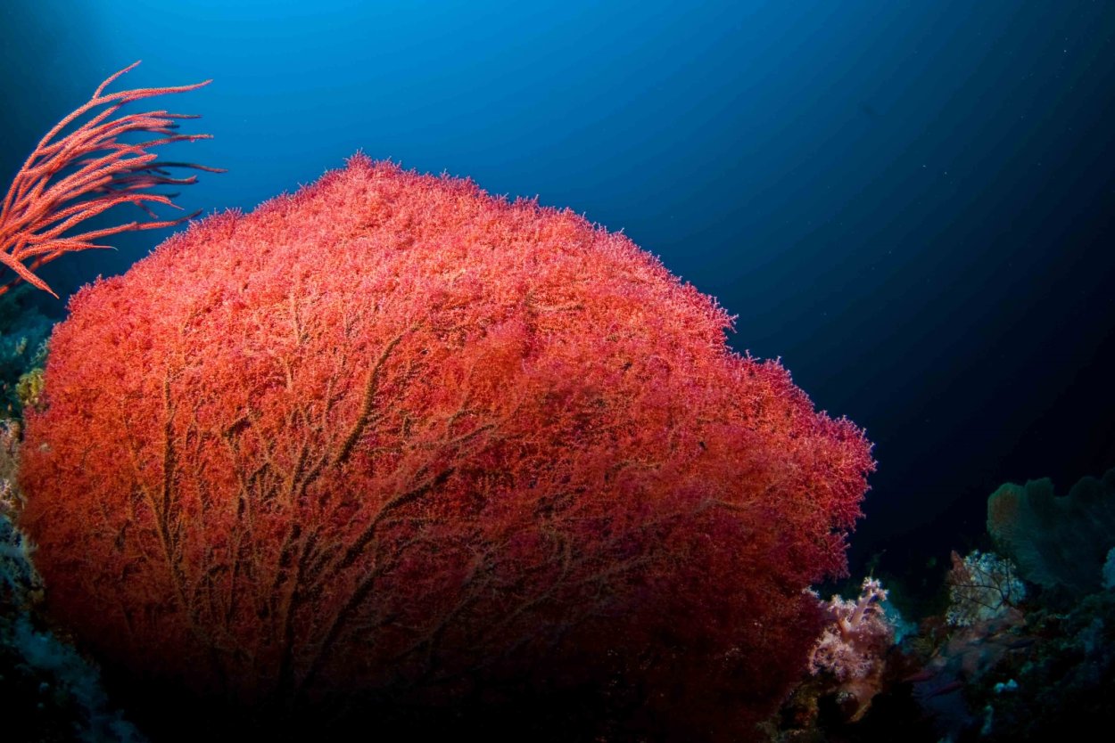 Фиолетовые водоросли