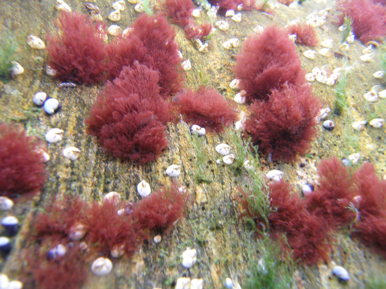 Анфельция водоросль