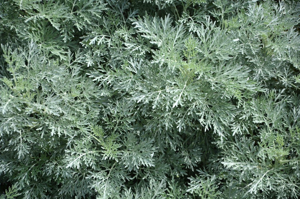 Полынь горькая серебристая