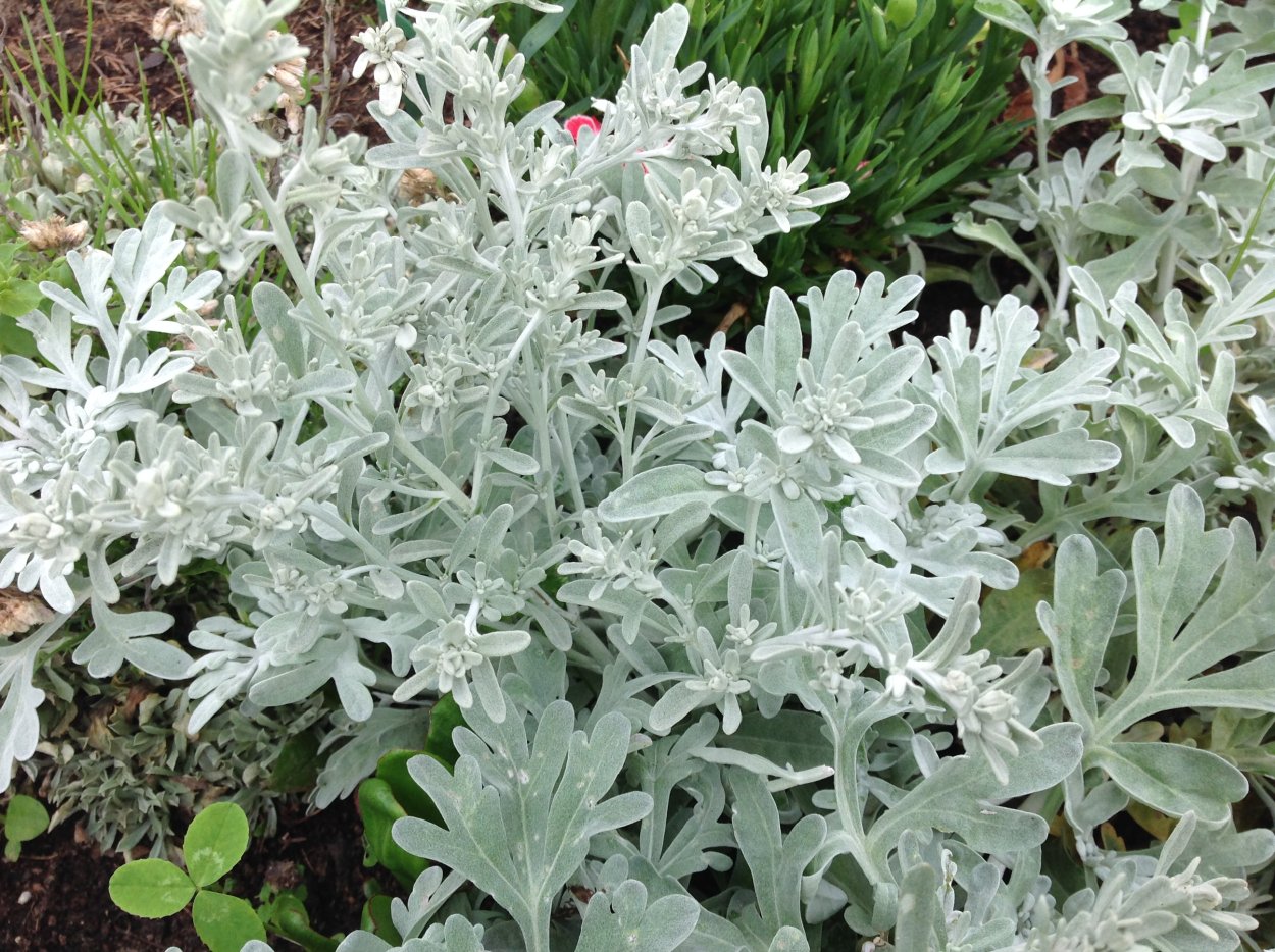 Полынь Сильвер Брокад