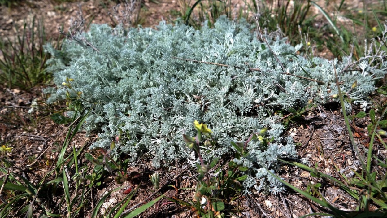 Полынь Крымская (Artemisia Taurica)