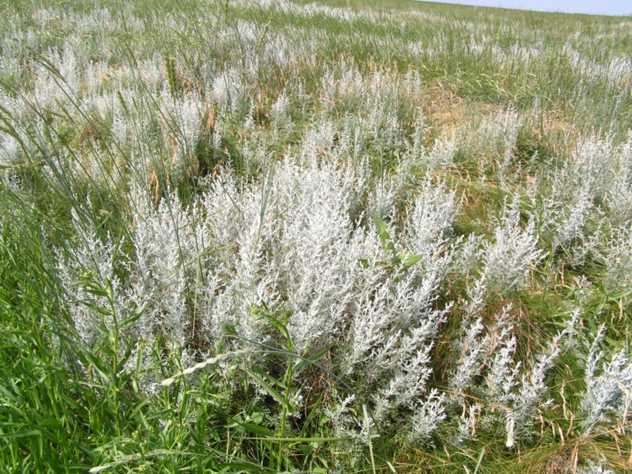 Полынь Artemisia maritima