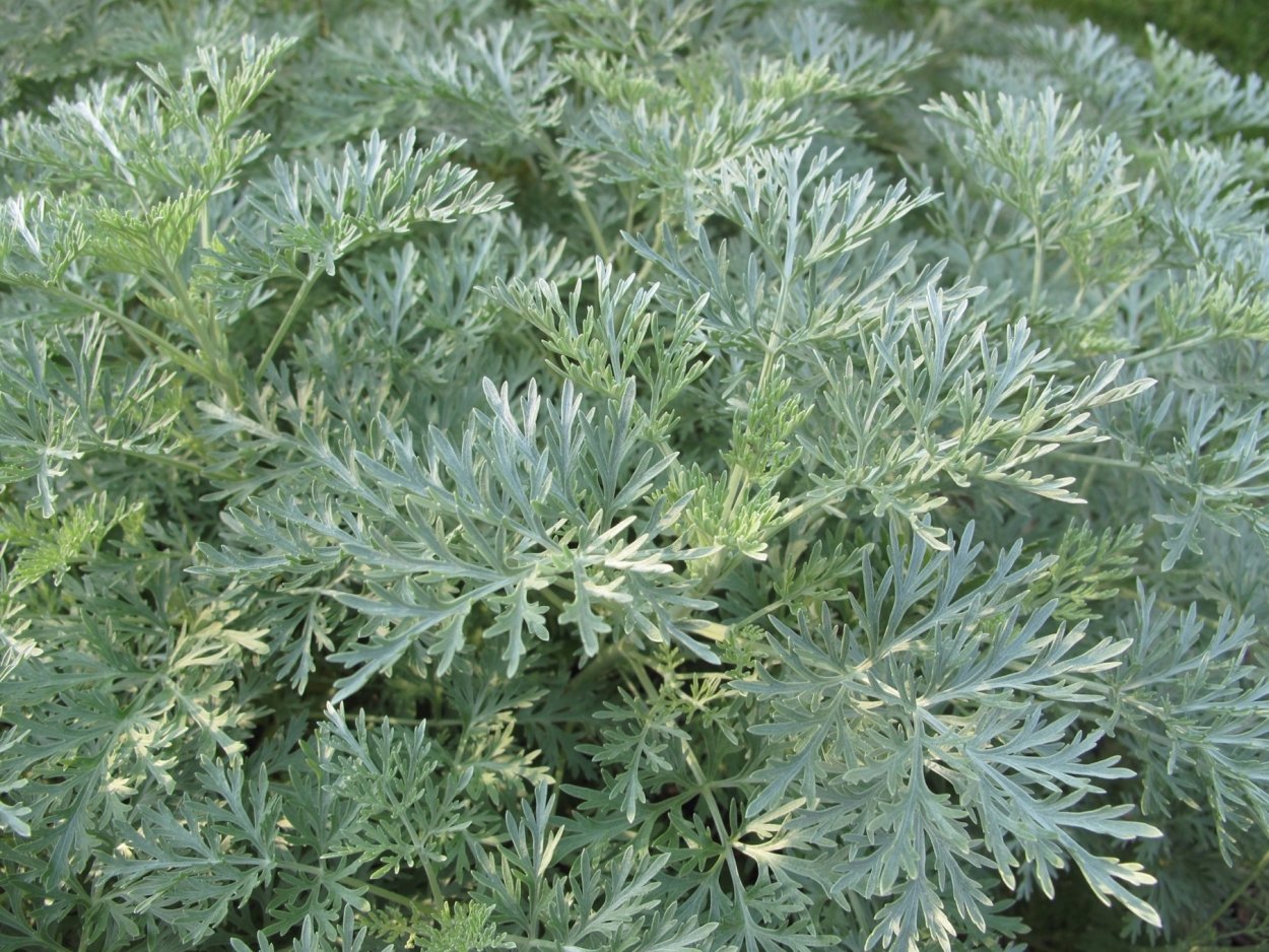 Полынь Artemisia arborescens Powis