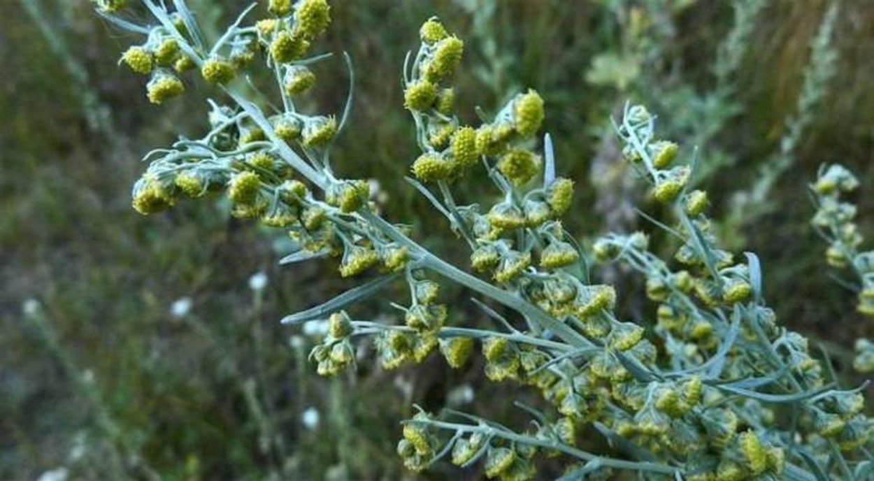 Дикорос Полынь горькая