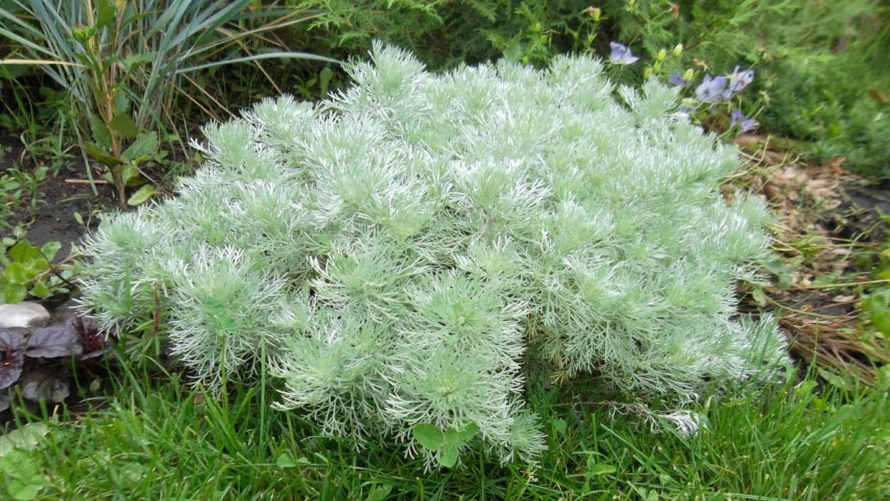 Полынь Шмидта Нана цветет