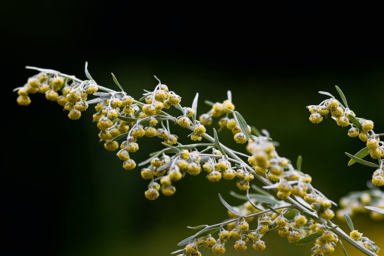 Полынь горькая