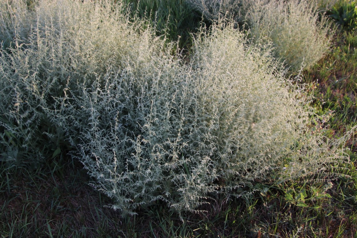 Полынь Австрийская Artemisia austriaca
