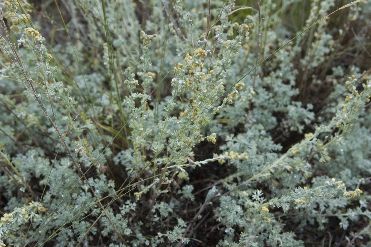 Artemisia frigida Willd. Полынь холодная