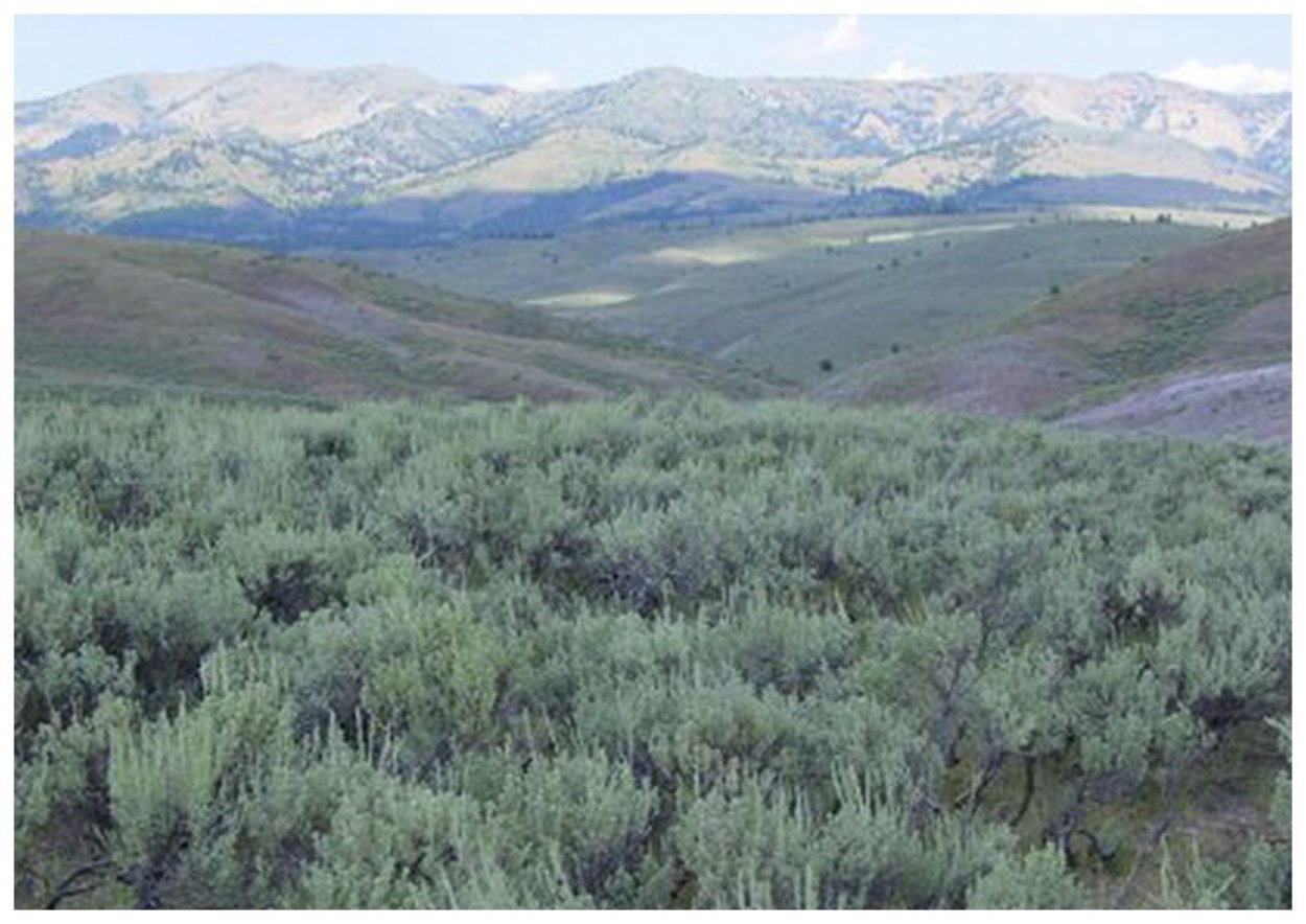 Полынь белоземельная