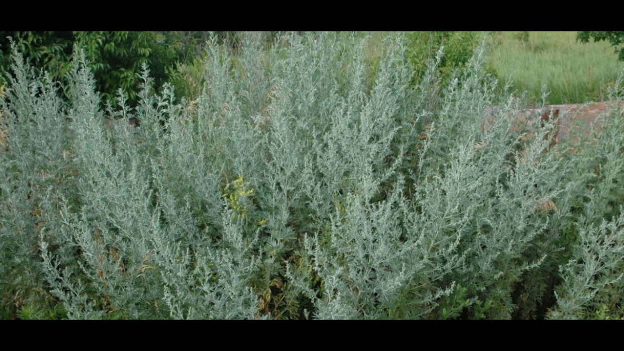 Полынь полукустарник