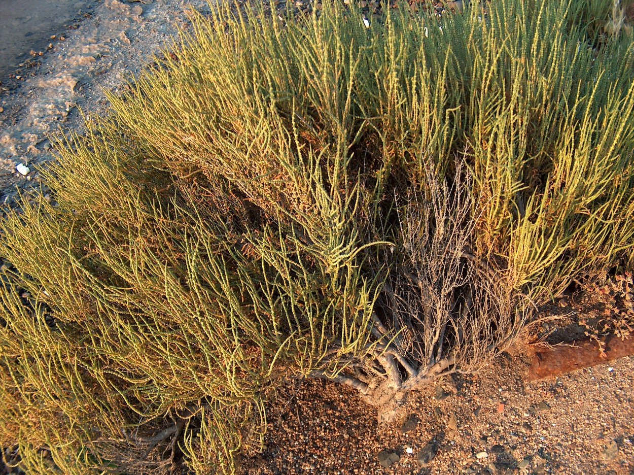 Сарсазан шишковатый