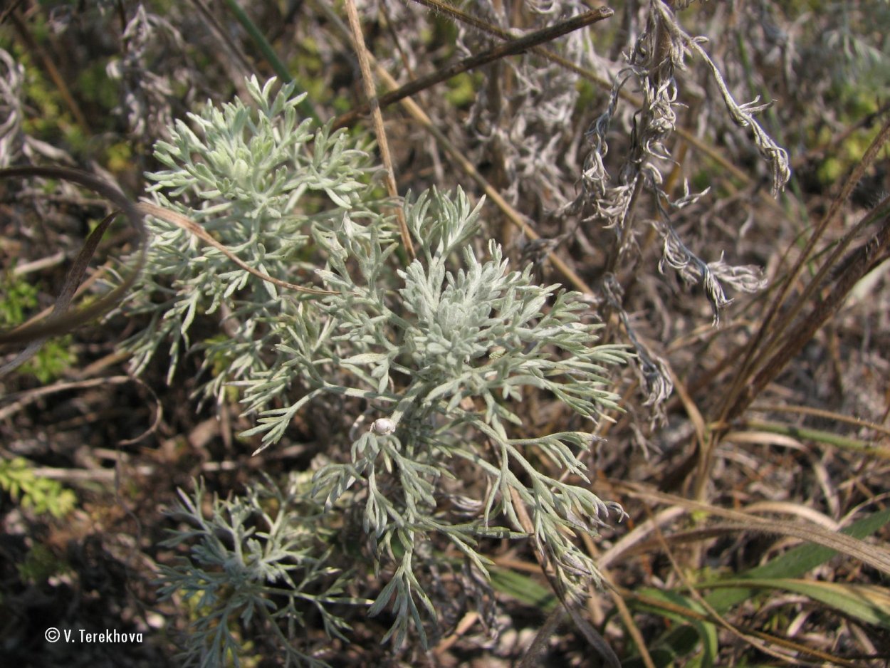 Wormwood перевод. Полынь австралийская (Artemisia austriaca). Полынь цитварная. Полынь Австрийская. Полынь укрополистная.