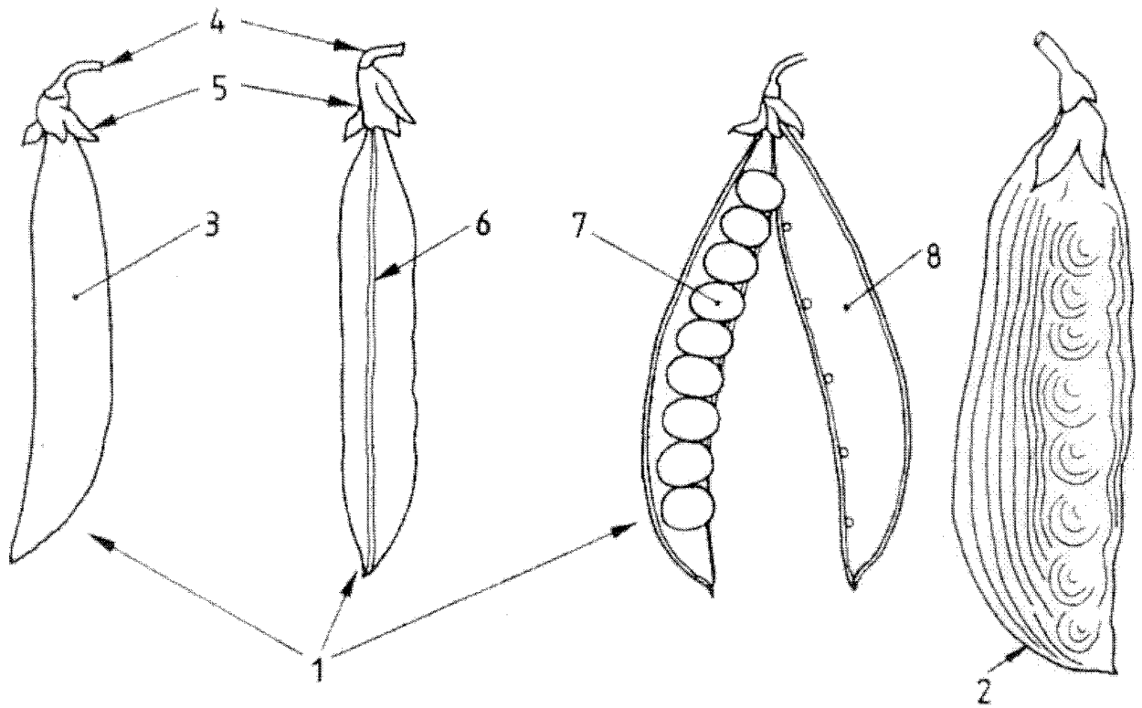 Строение гороха