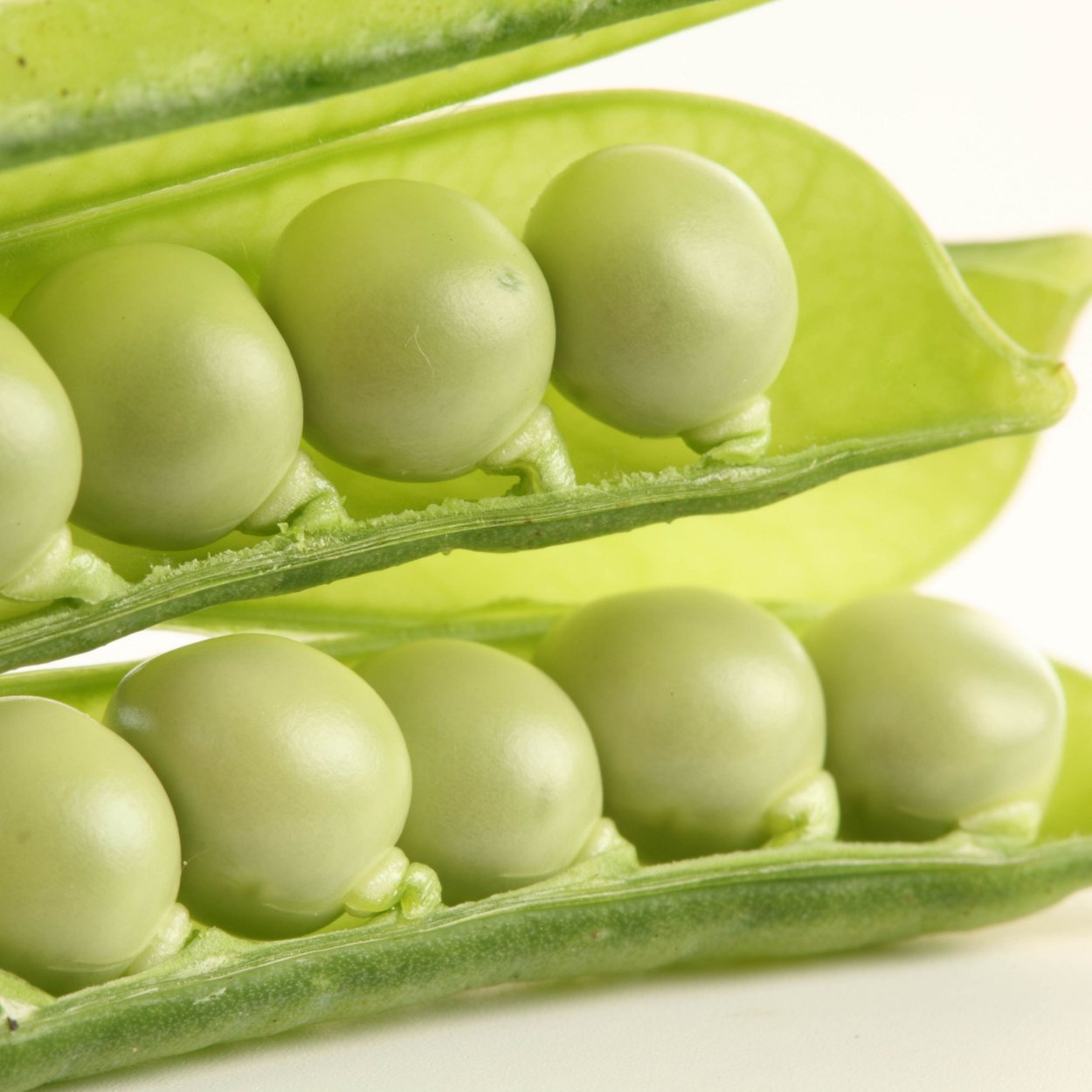 Сорт сои Анастасия