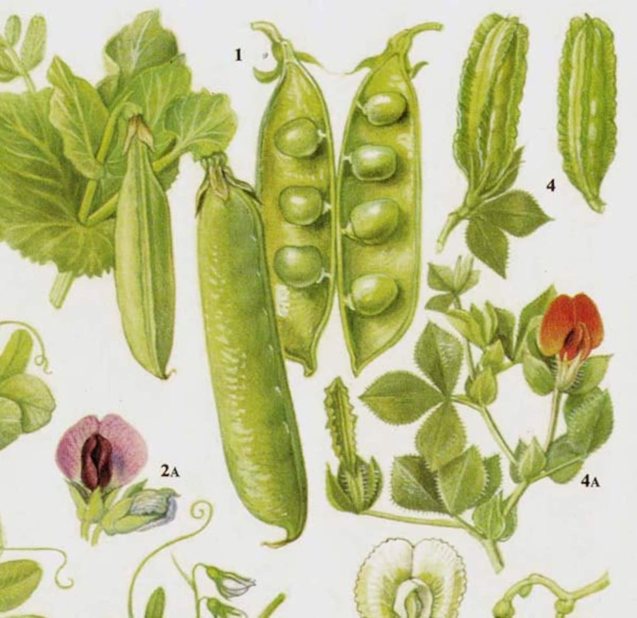 Горох Ботаническая иллюстрация