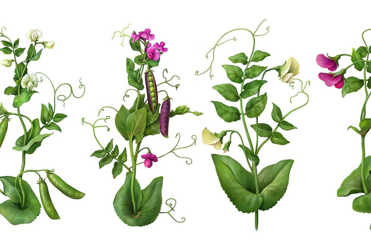 Мышиный горошек Луговой