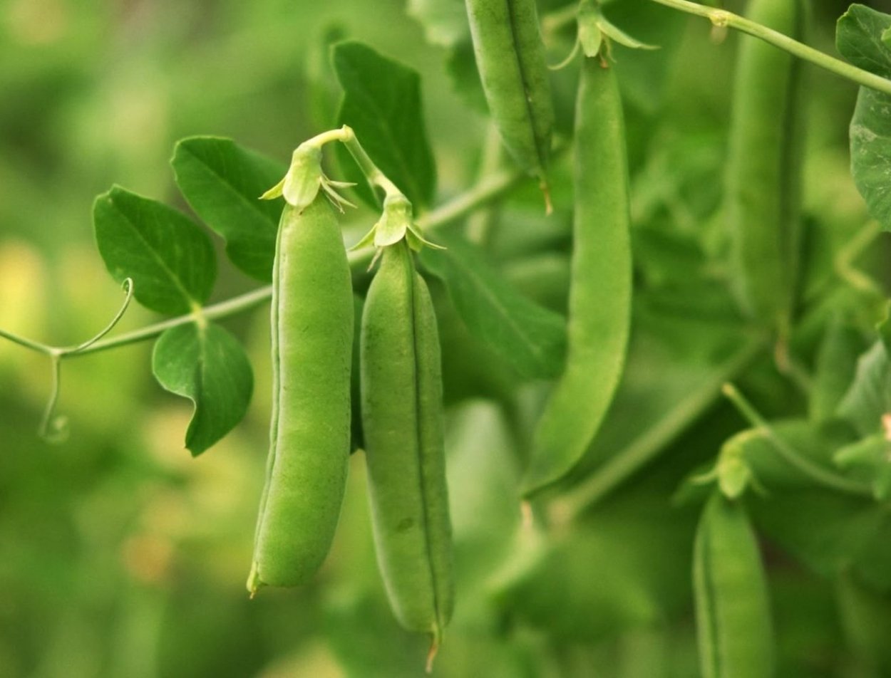 Сорт гороха Оскар