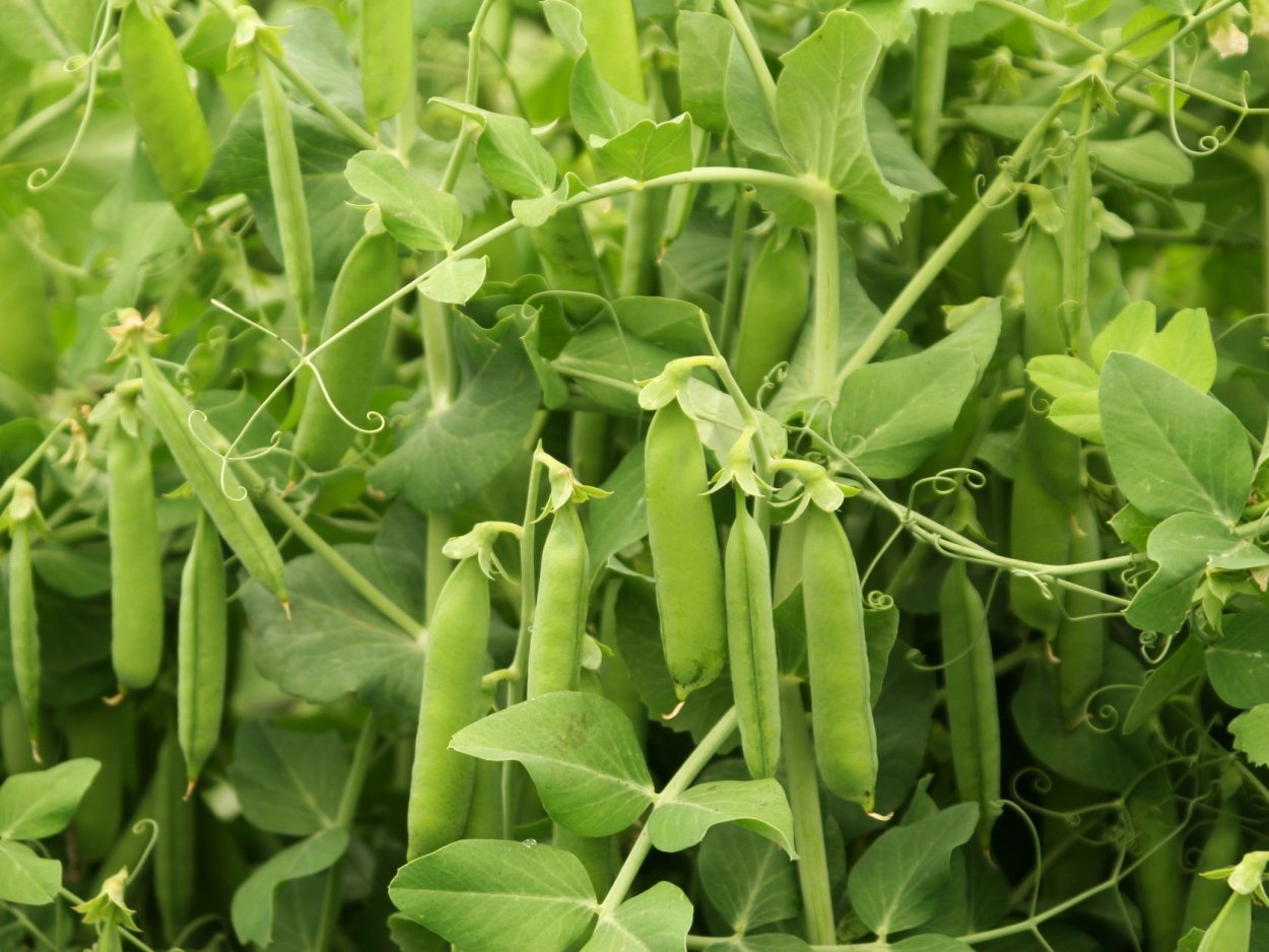 Горох Усатый кормовой