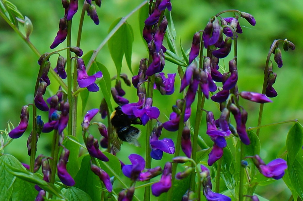 Семейство бобовые строение цветка