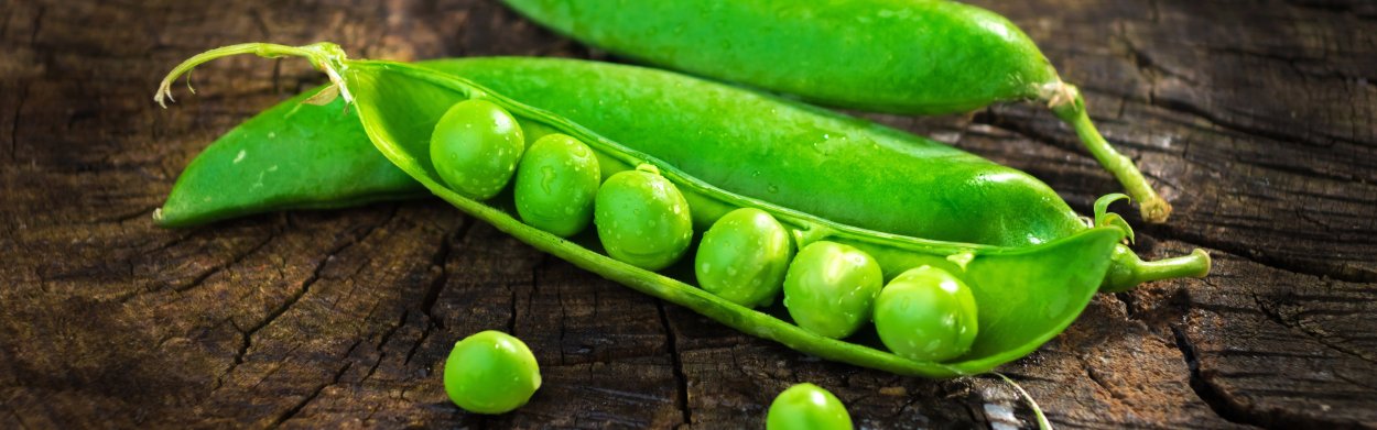 Боб гороха